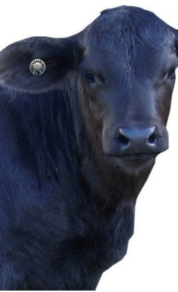 Автоматизированное взвешивание крупного и мелкого рогатого скота