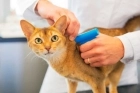 Чипирование собак, кошек и других домашних животных и работа с базой AnimalFace